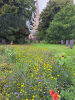 St. Sebastian's Churchyard 27th July