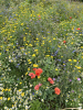 Beautiful wildflowers in St. Sebastian's churchyard - 14th August 2025