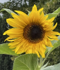 Beautiful wildflowers in St. Sebastian's churchyard - 14th August 2025