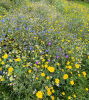 Beautiful wildflowers in St. Sebastian's churchyard - 14th August 2025