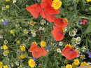 Beautiful wildflowers in St. Sebastian's churchyard - 14th August 2025