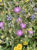 Beautiful wildflowers in St. Sebastian's churchyard - 14th August 2025